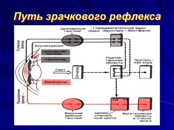 Рефлекторная дуга. Рефлексы. Торможение — что это, определение и ответ